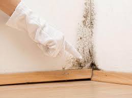 Alto, TX Mold Removal Services Company